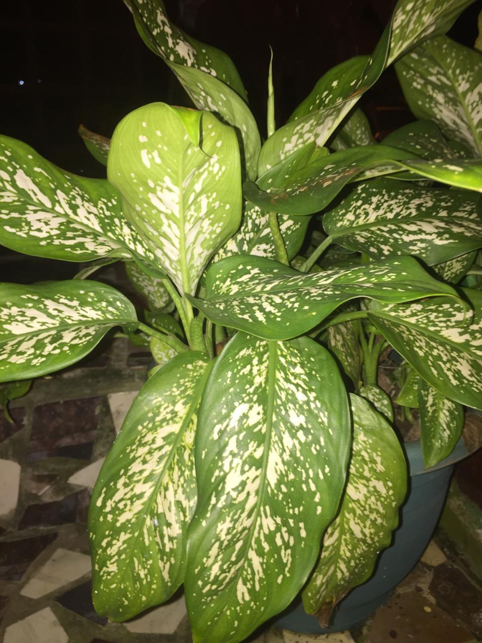 Dieffenbachia tropic