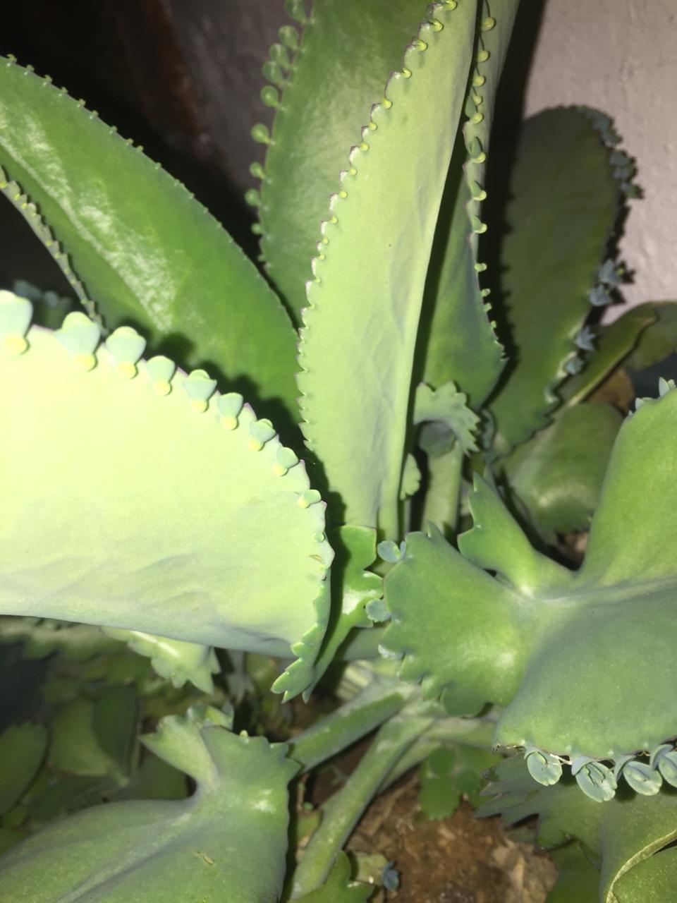 Kalanchoe laetivirens