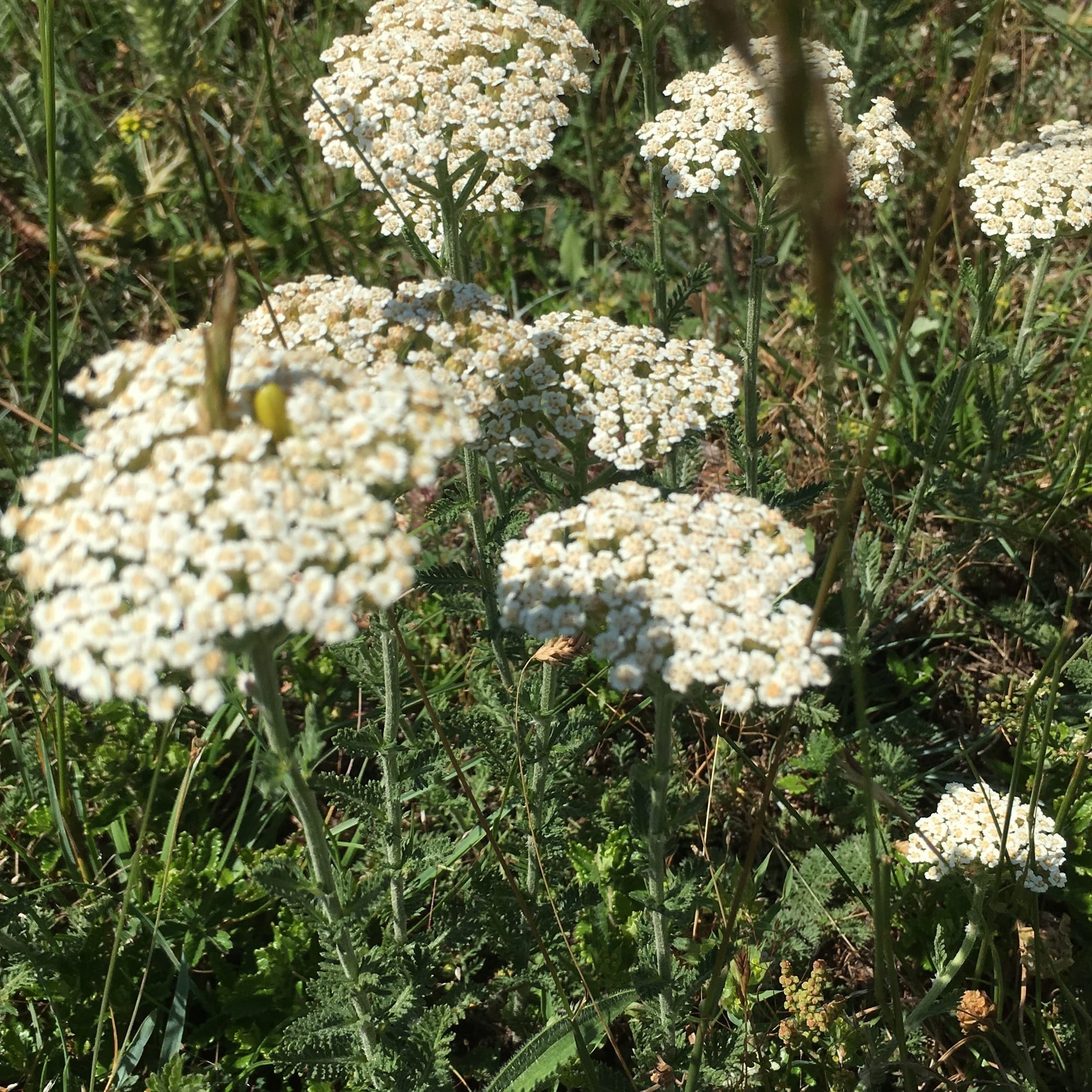 Achillée Millefeuille, Herbe aux charpentiers, herbe aux coupures, herbes aux militaires..