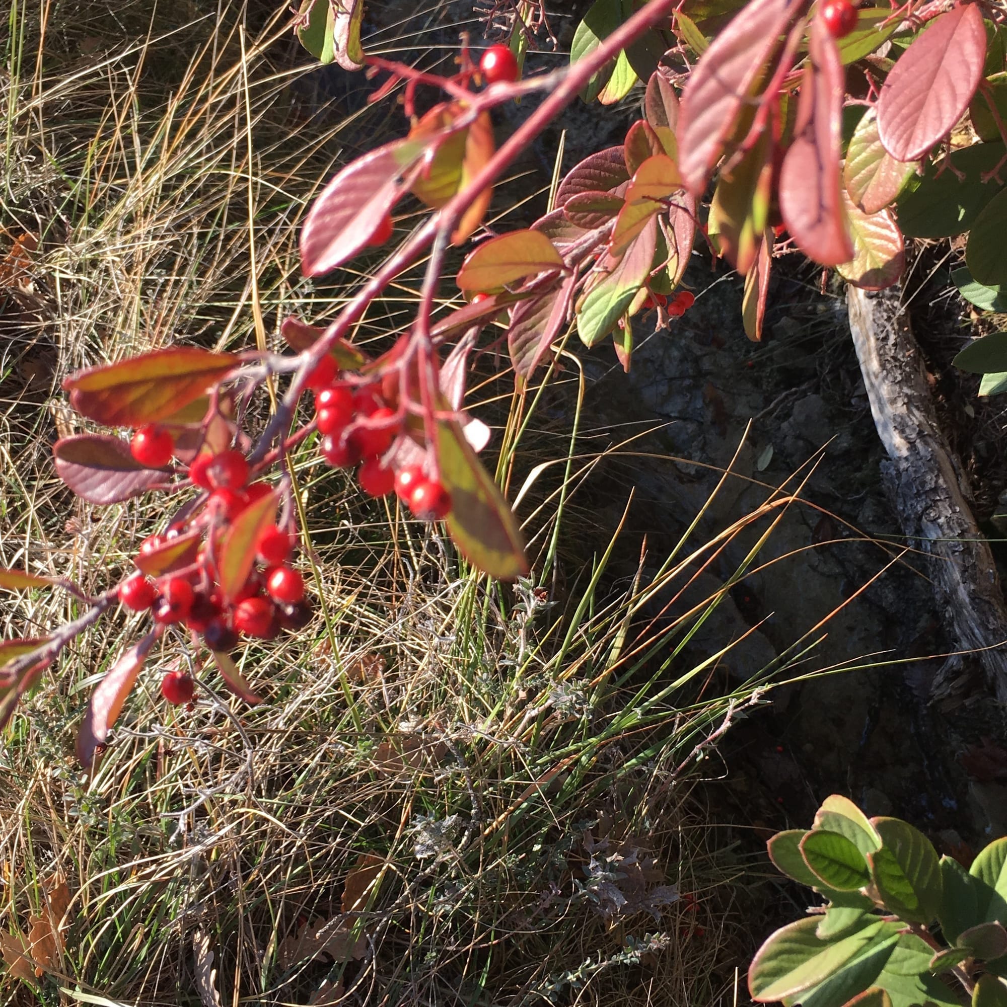 Cotoneaster laiteux