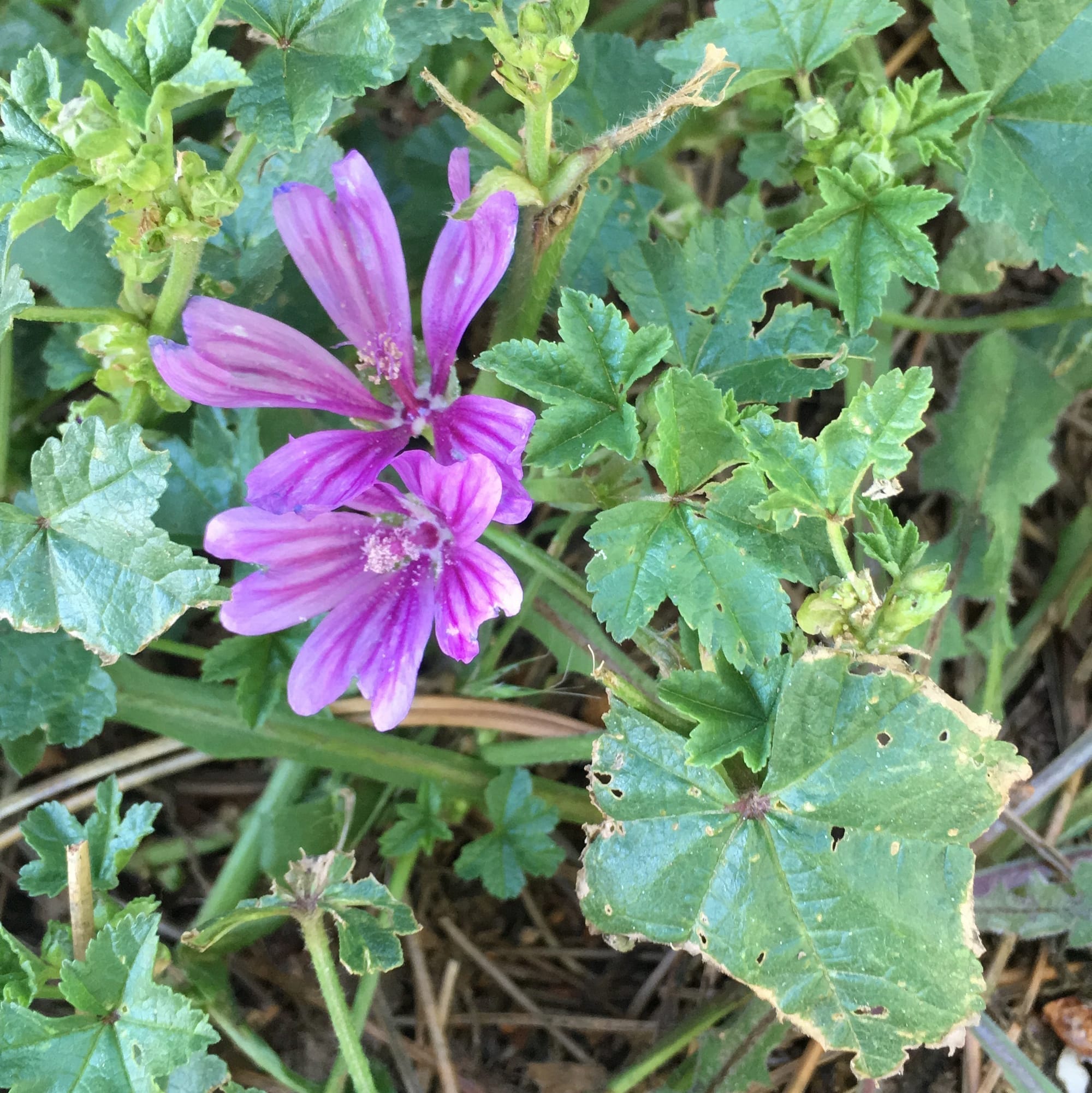 Mauve des bois, grande mauve, mauve sylvestre