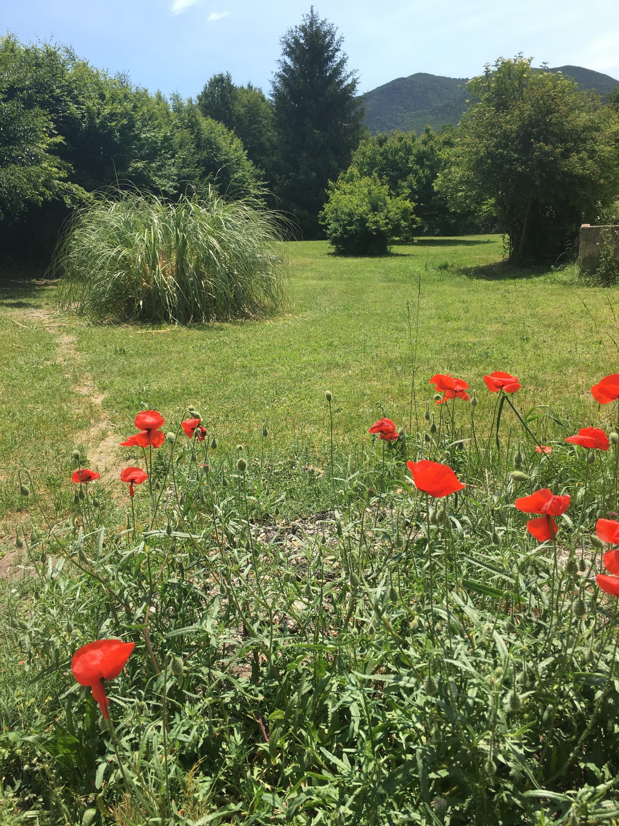 Coquelicot