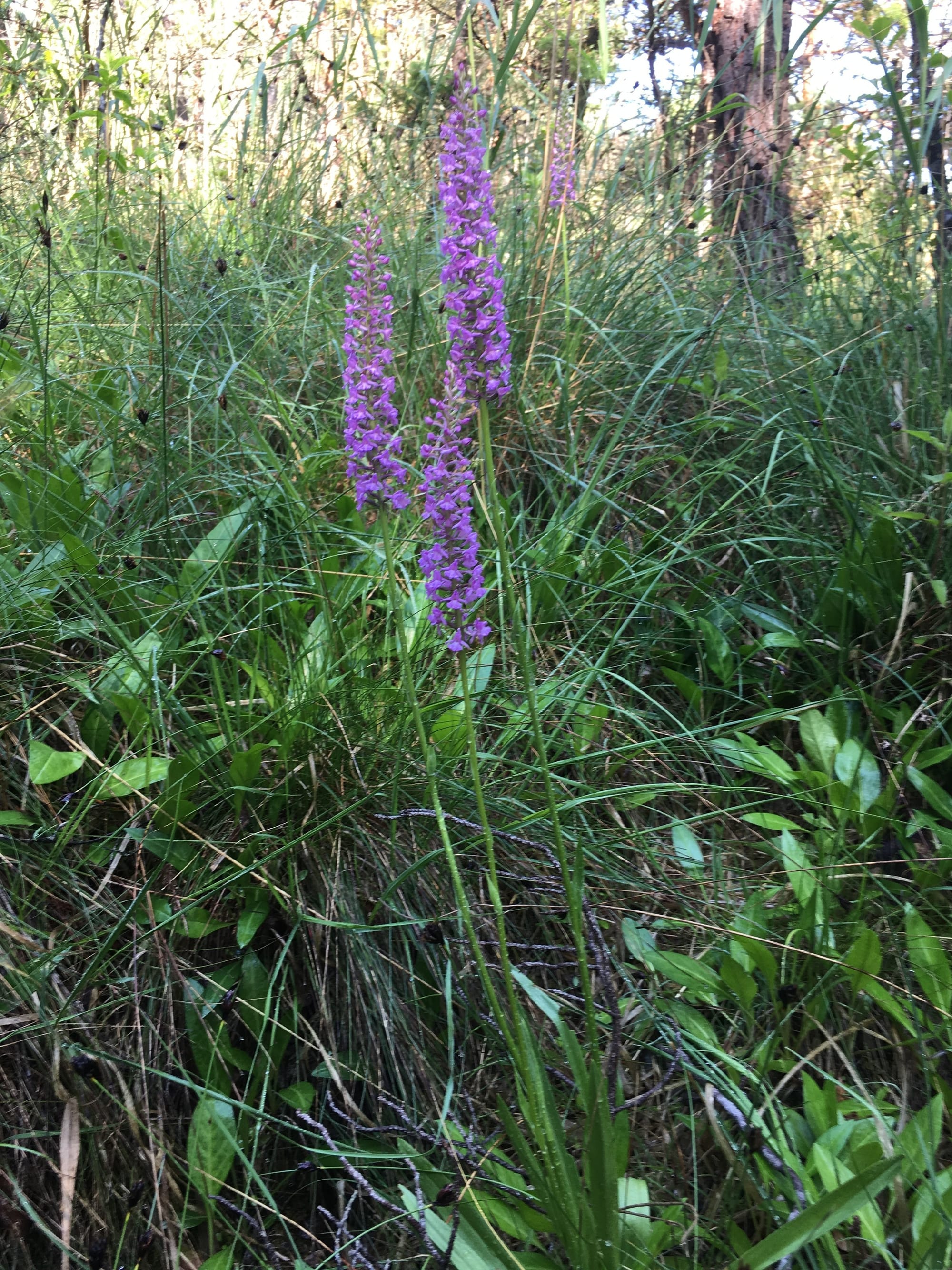 Orchis moucheron -(Orchidée sauvage)