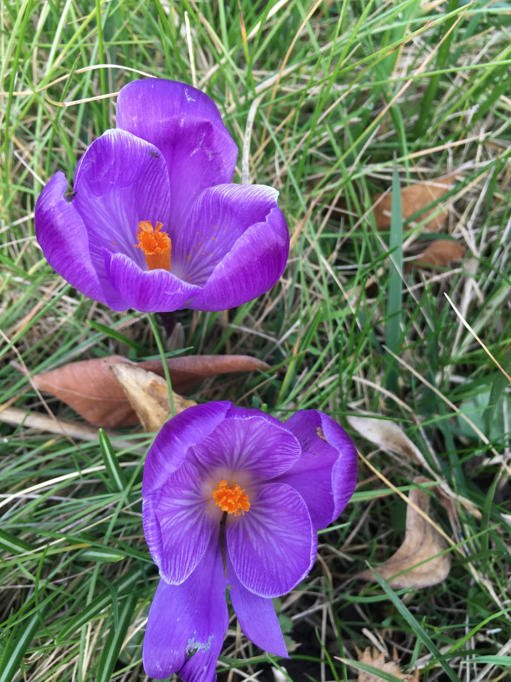 Crocus  Vernus - Crocus sauvage - Crocus printanier (Il existe 90 espèces de Crocus)