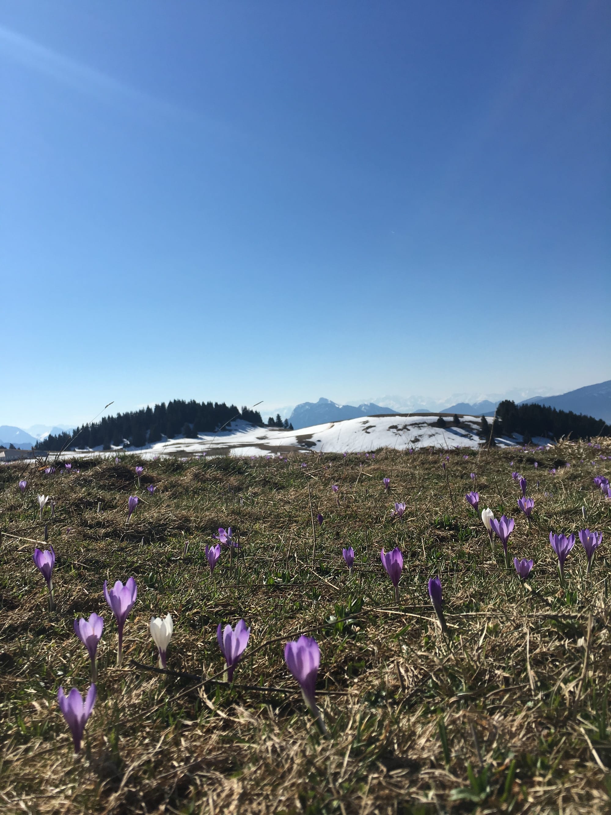 Crocus sauvage