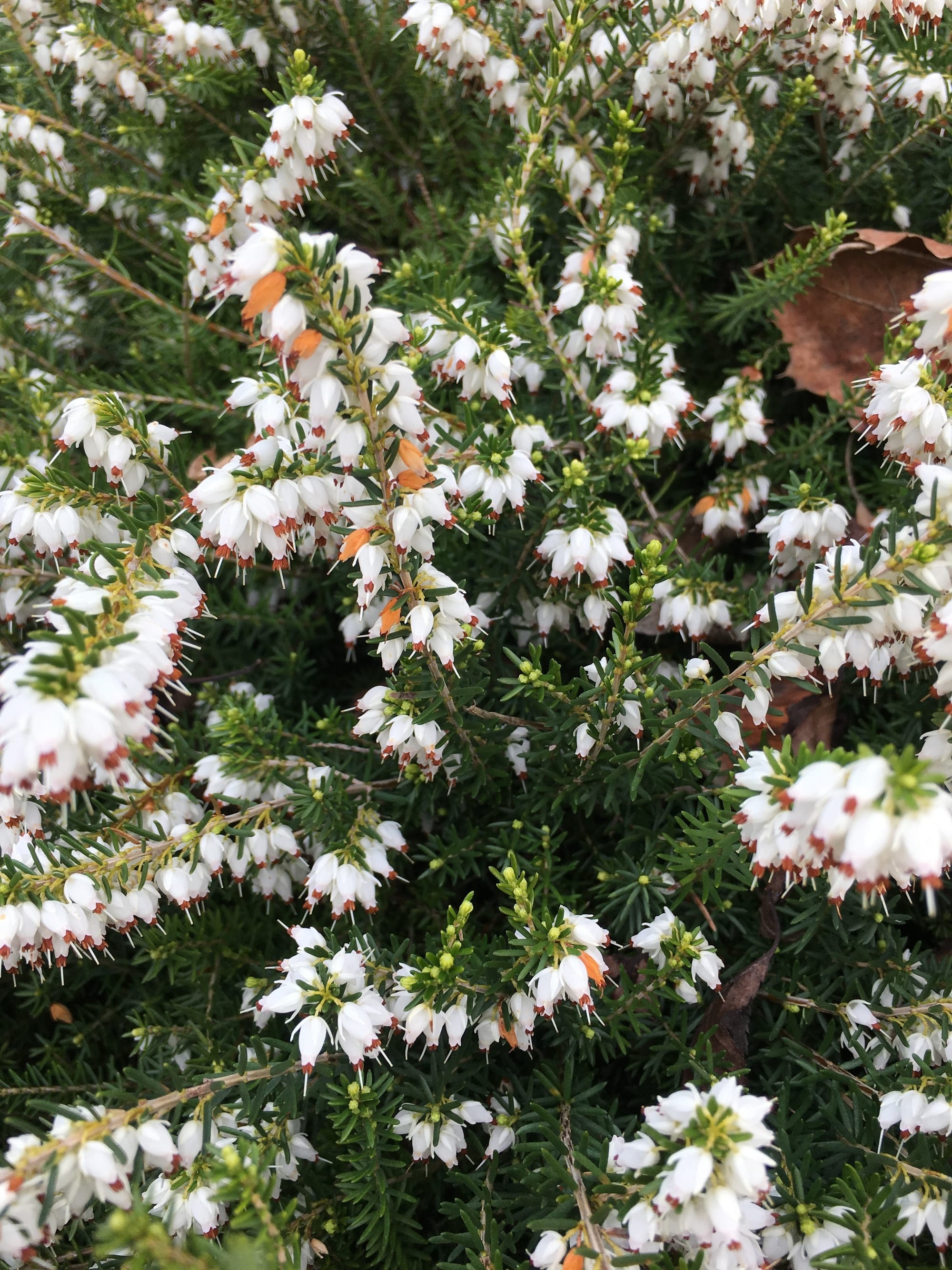 Bruyère arborescente ou Bruyère blanche ou bruyère en arbre