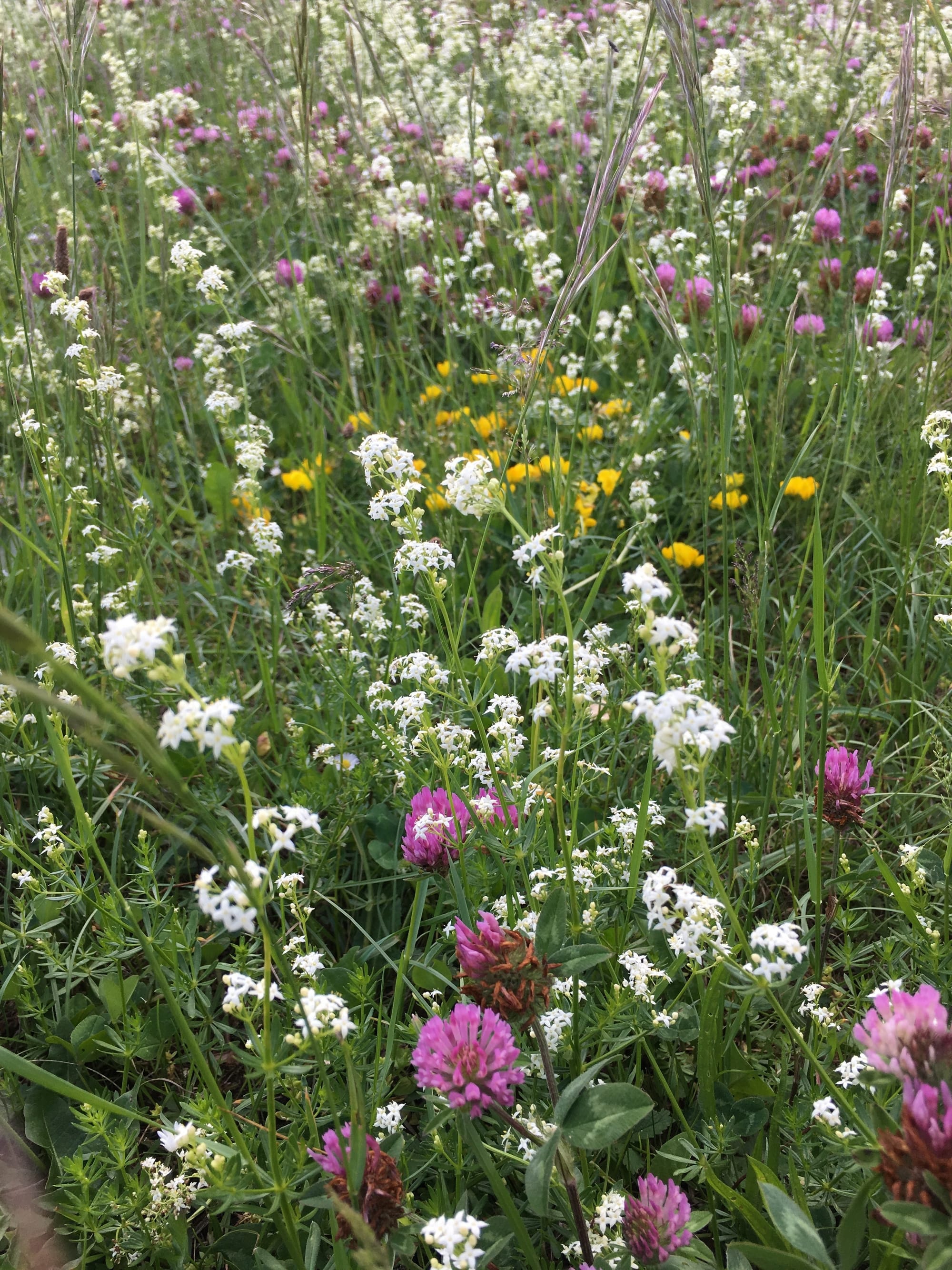 Champ de Gaillet commun (Gaillet-lait ou gaillet mou) avec des fleurs de trèfle