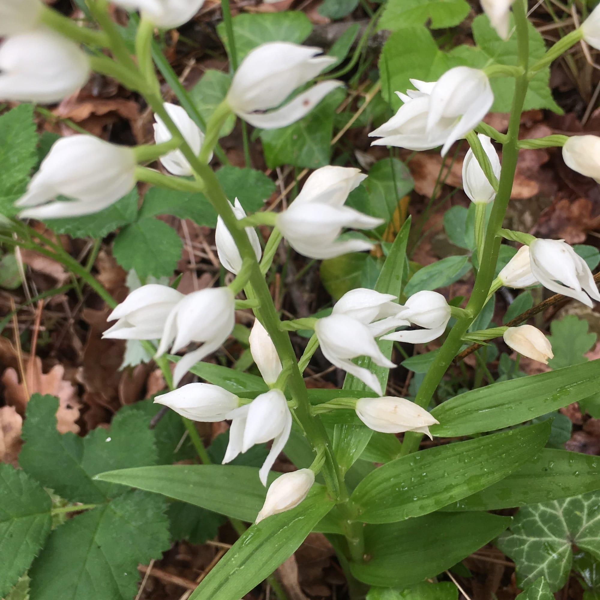 Céphalanthère à longue feuilles (Orchidée sauvage)