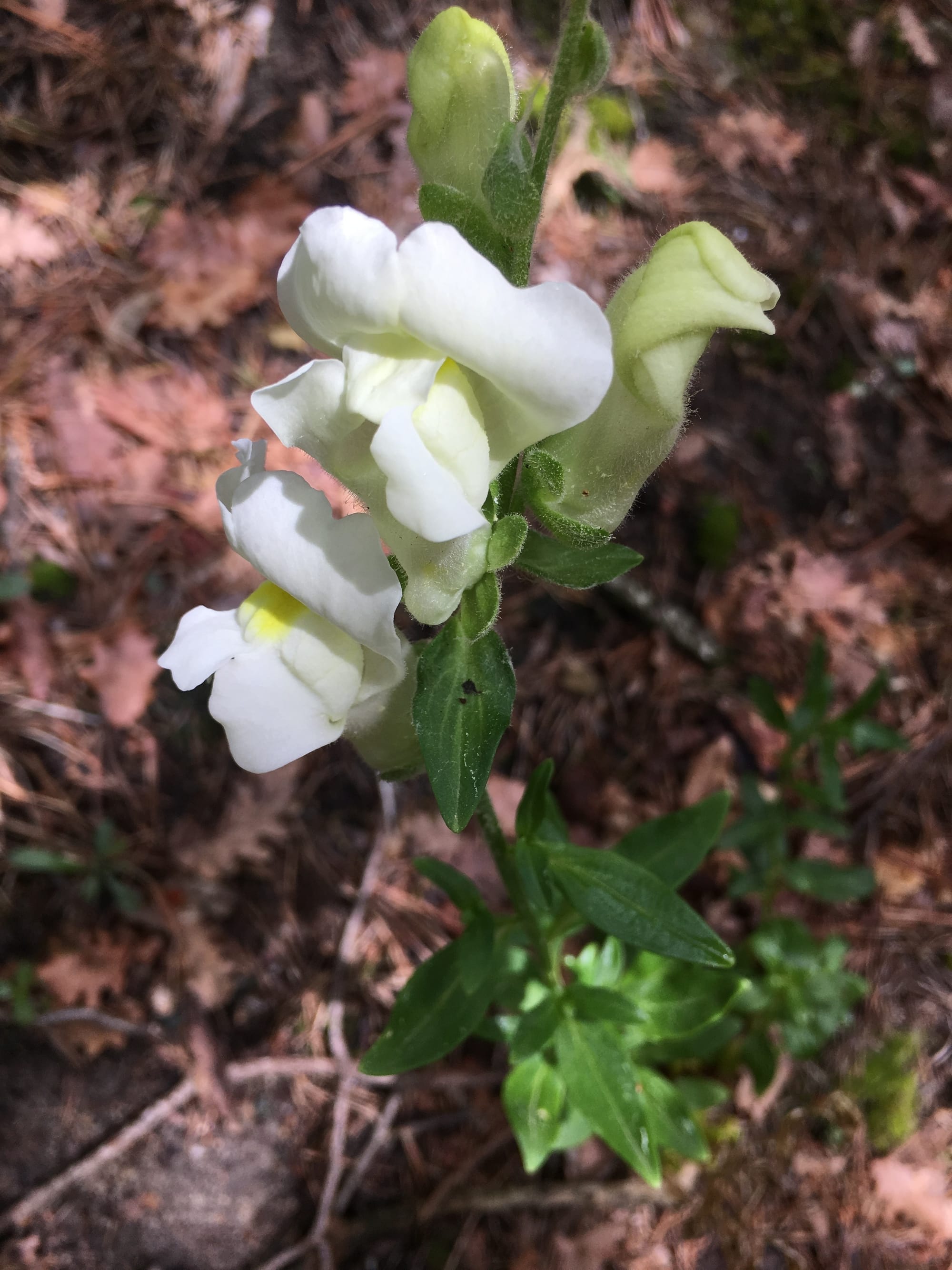 Muflier à grandes fleurs - Gueule de loup