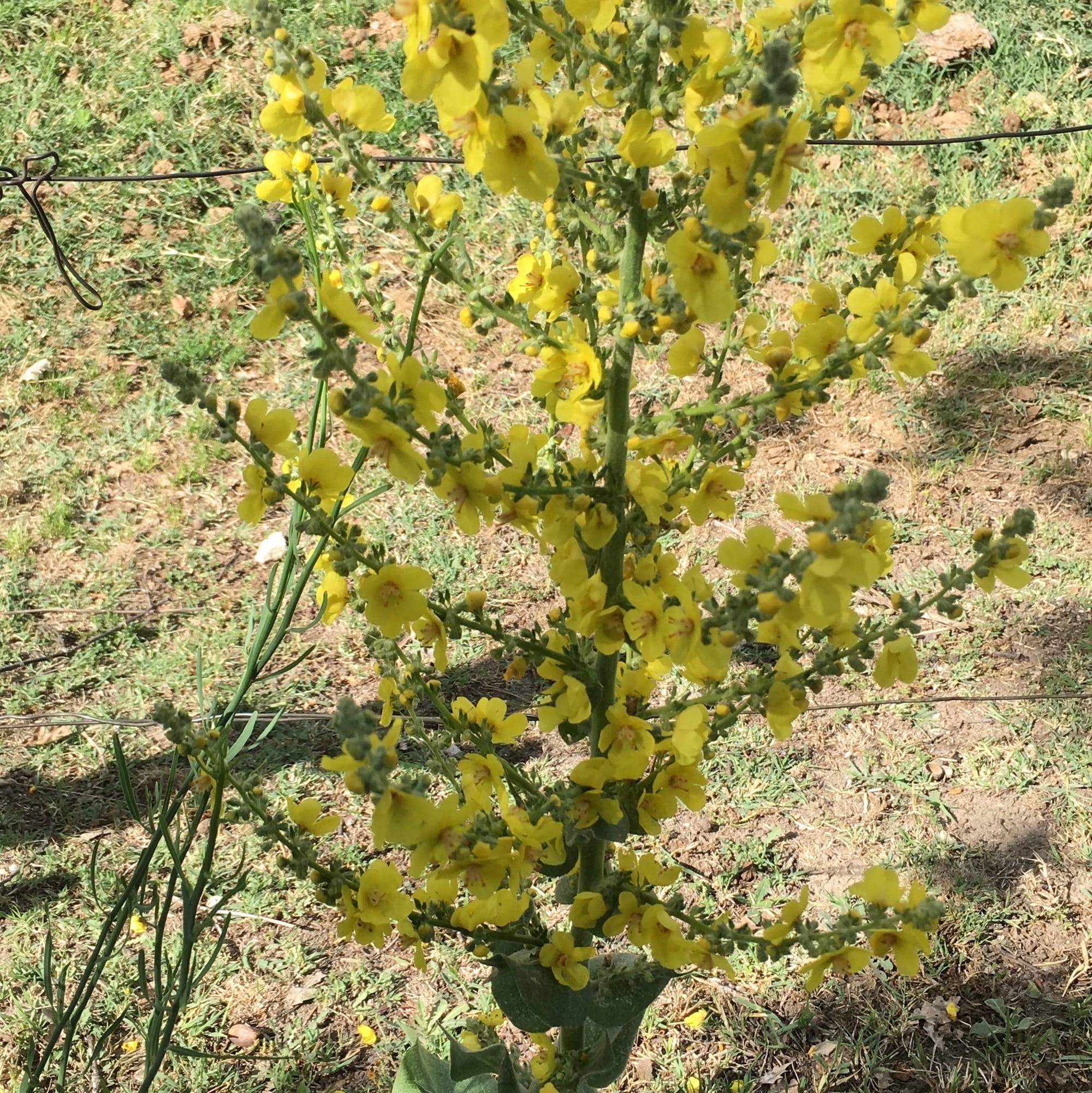 Molène floconneuse (?)