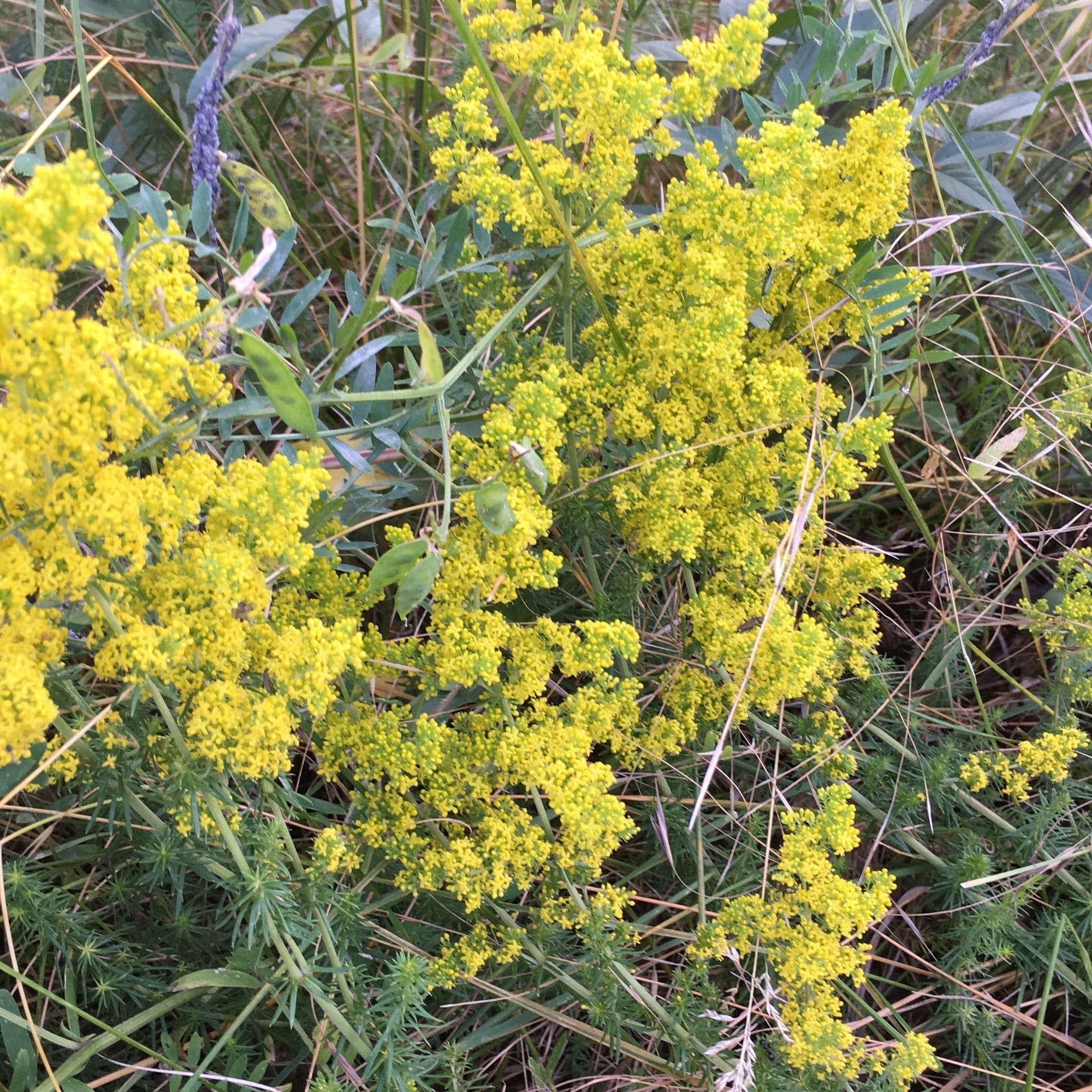 Gaillet jaune, caille-lait, gaillet vrai, caille-lait jaune