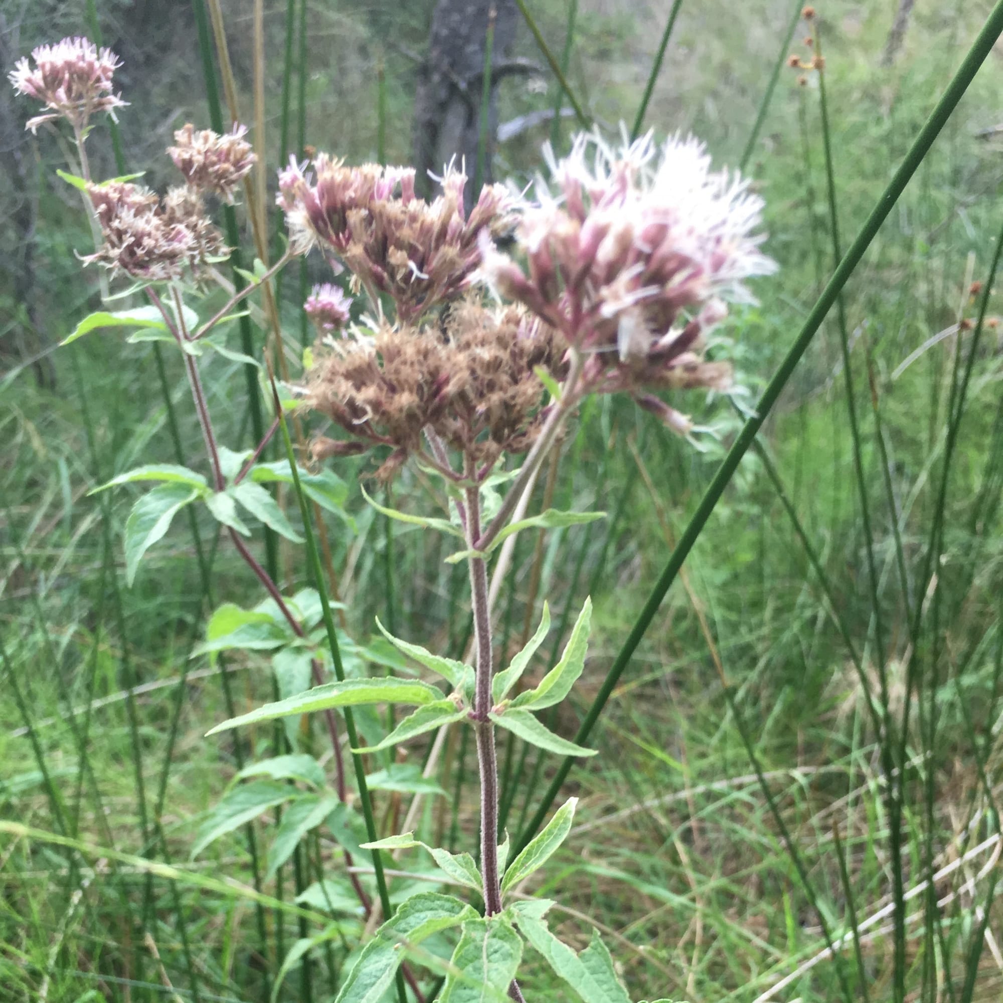 Eupatorium à feuilles de chanvre