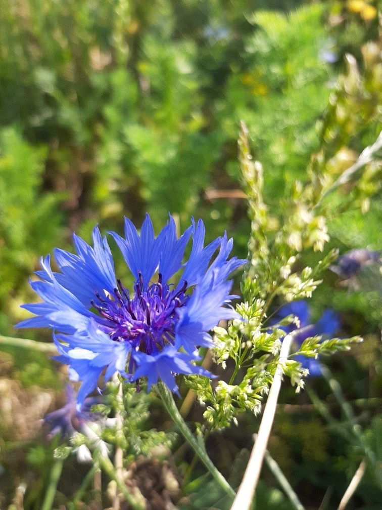 Bleuet des champs