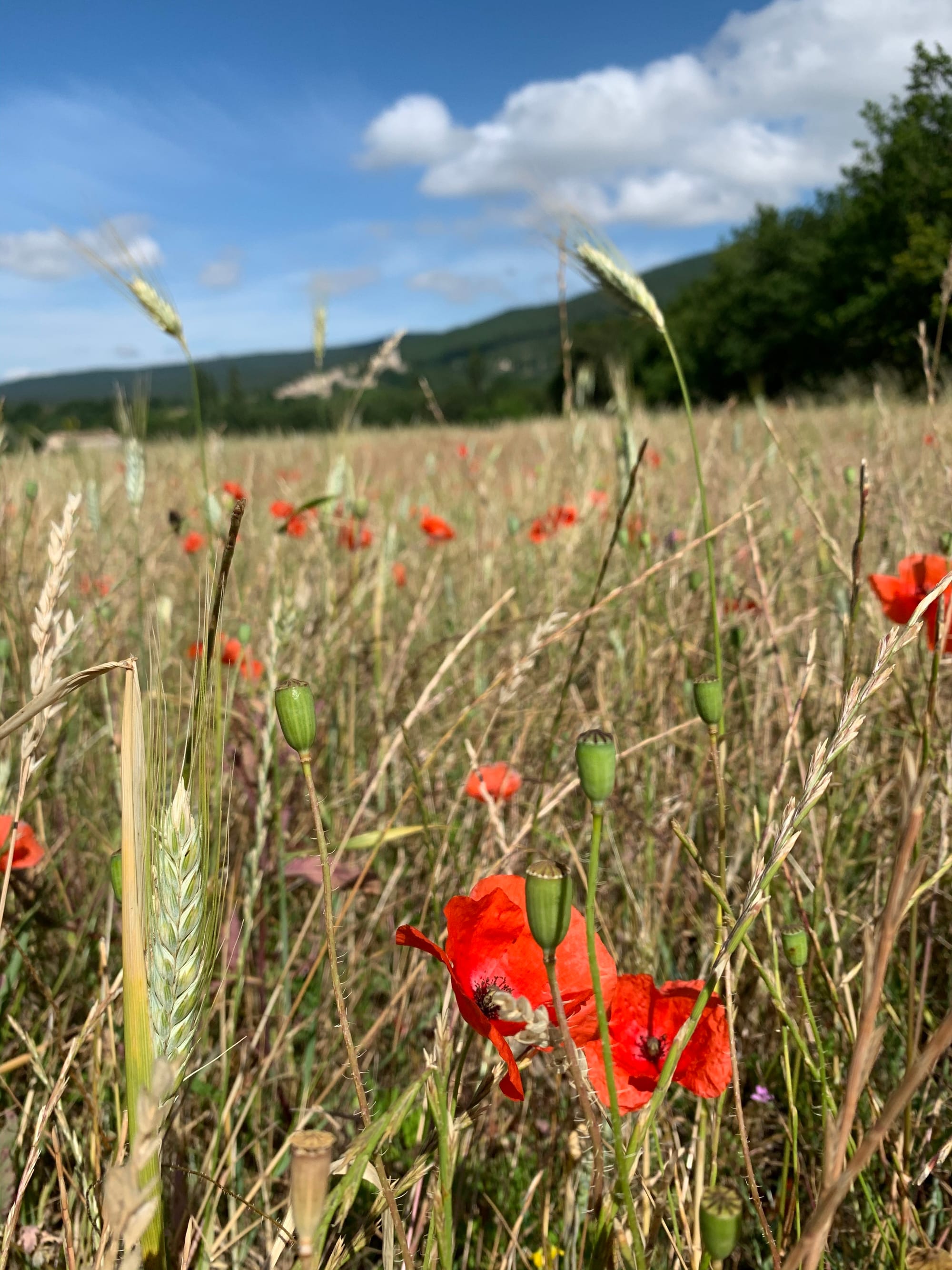 Coquelicot dans un champ de blé