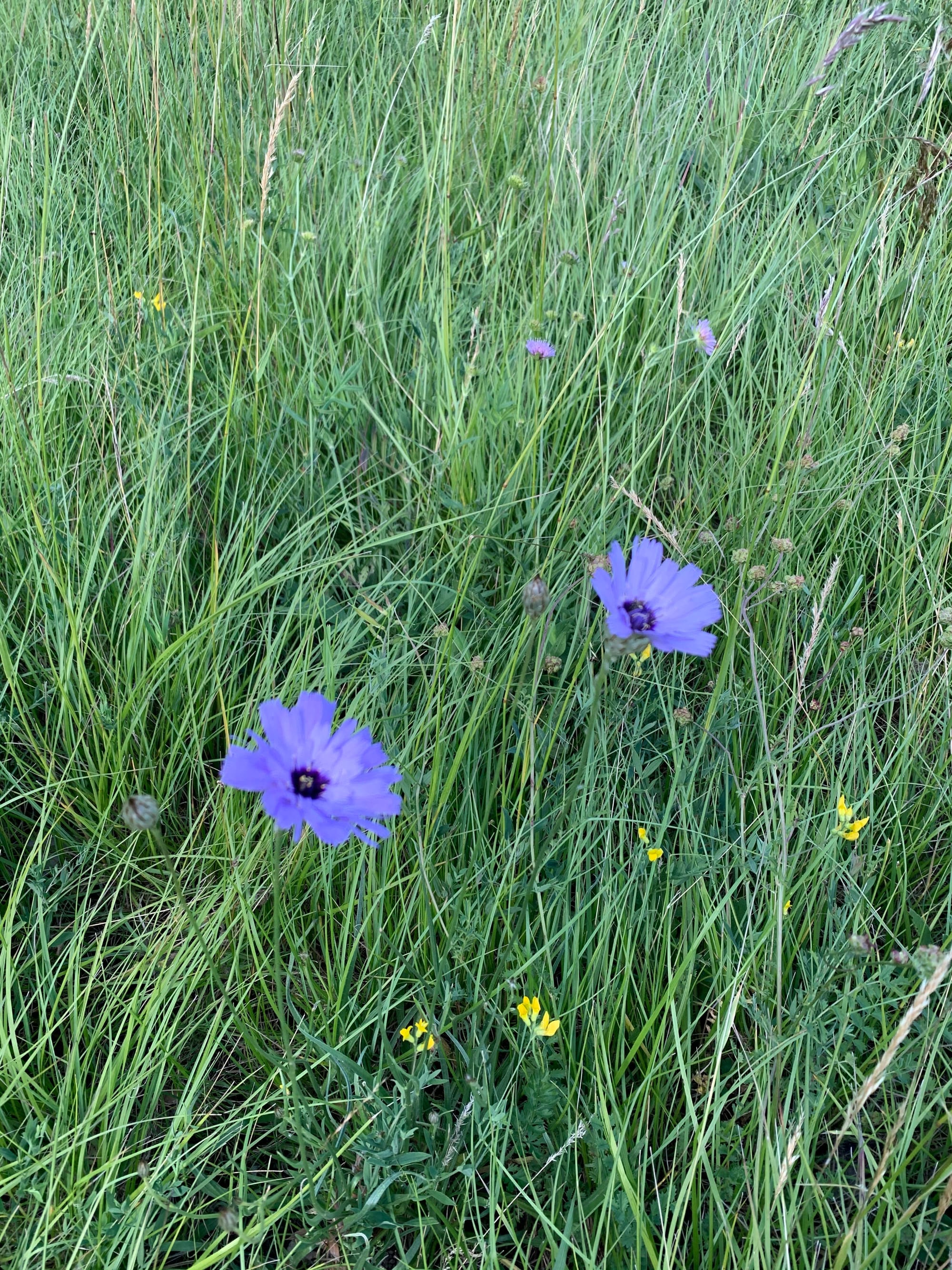 Catananche bleue ou cupidon