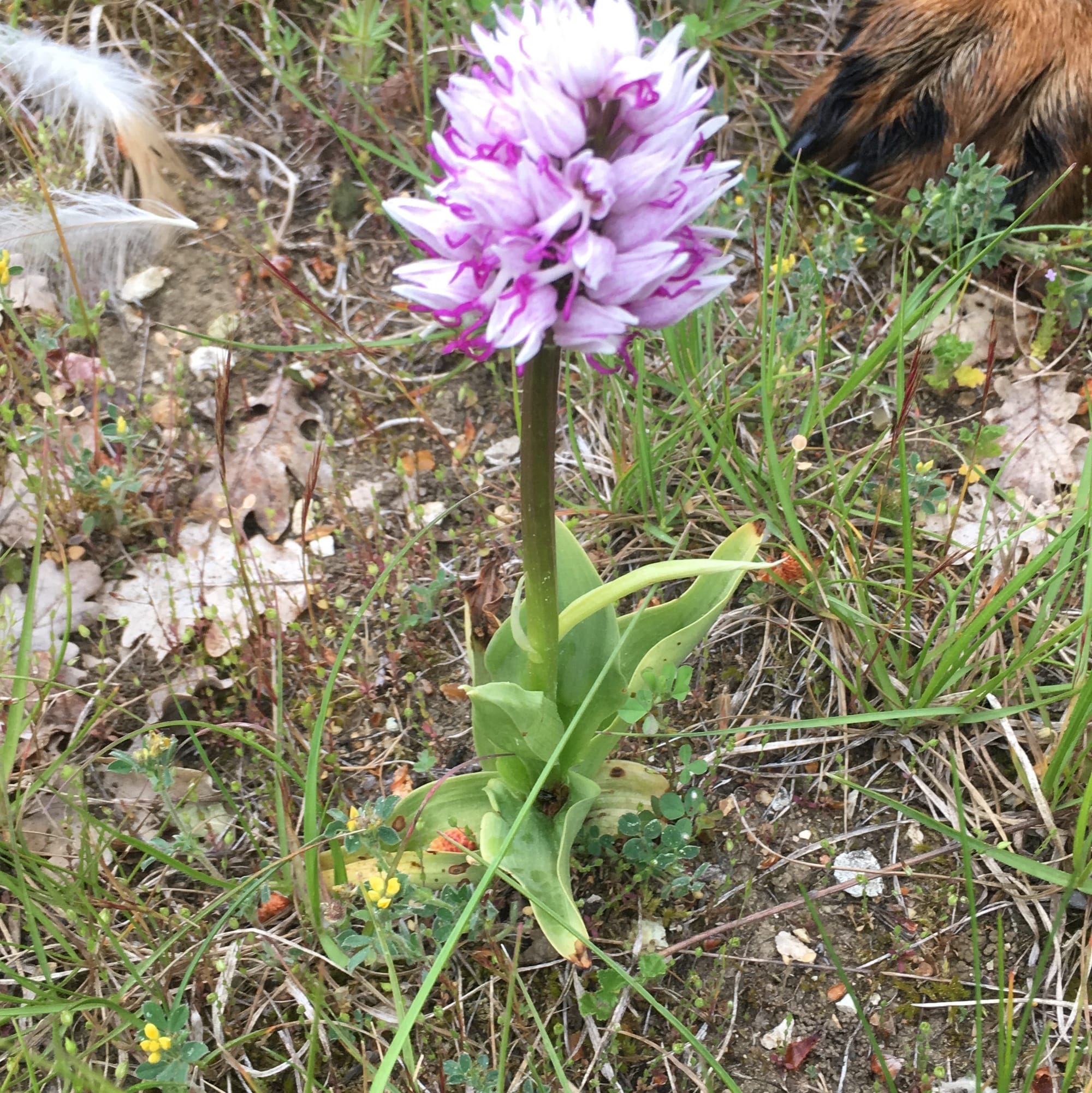 Orchis singe