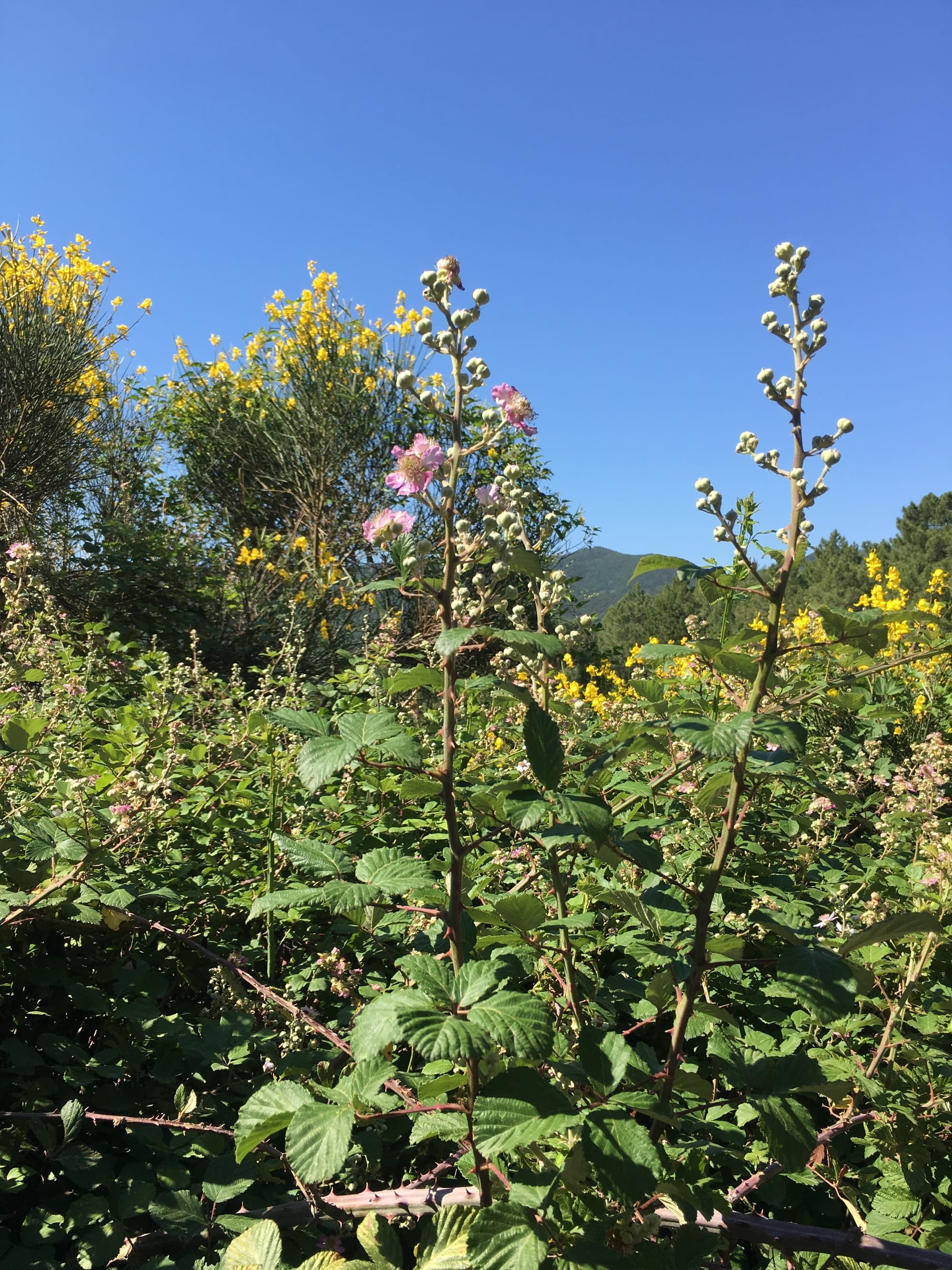 Fleur de mûrier