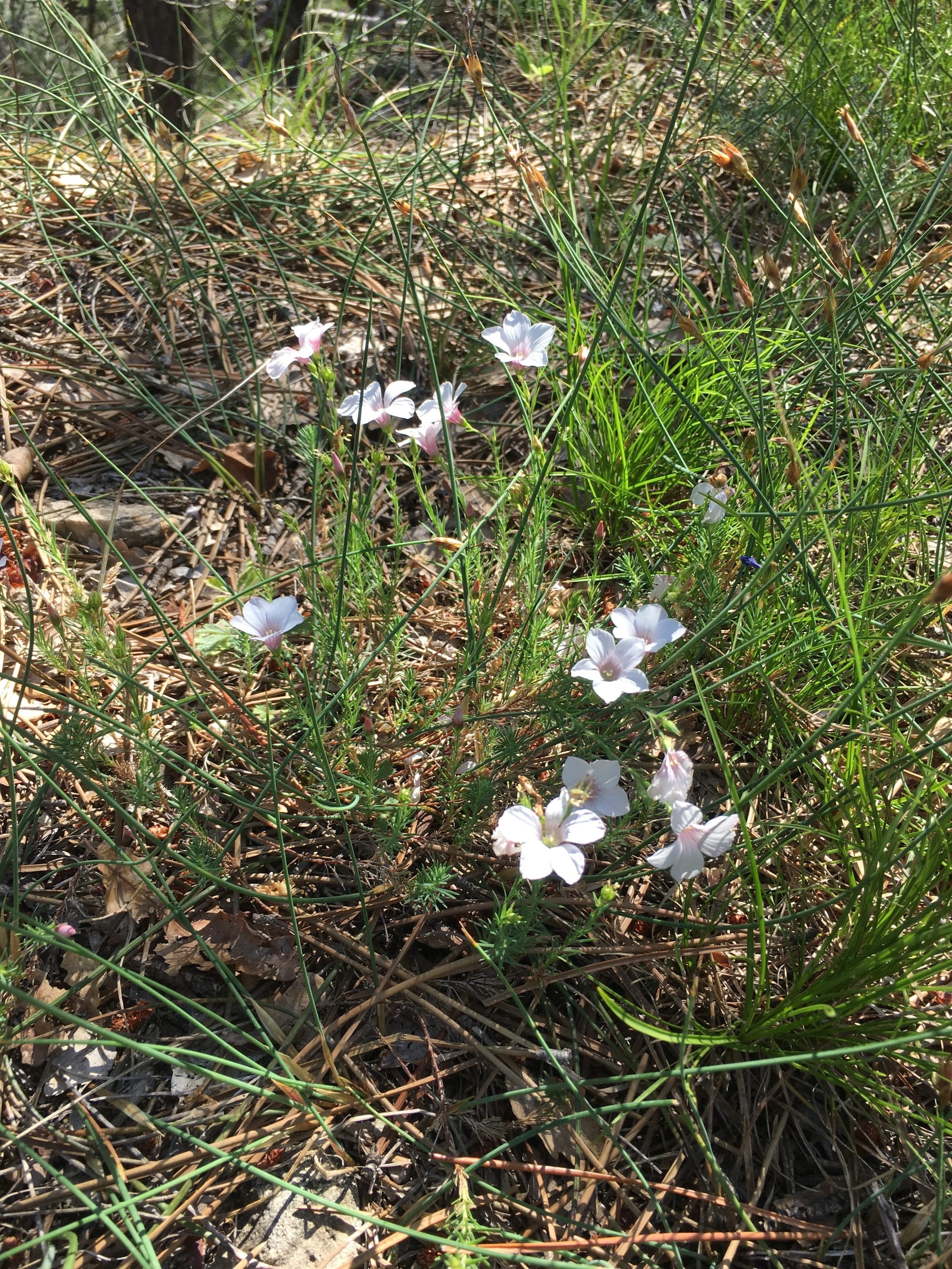 Lin à feuilles de Salsola ?