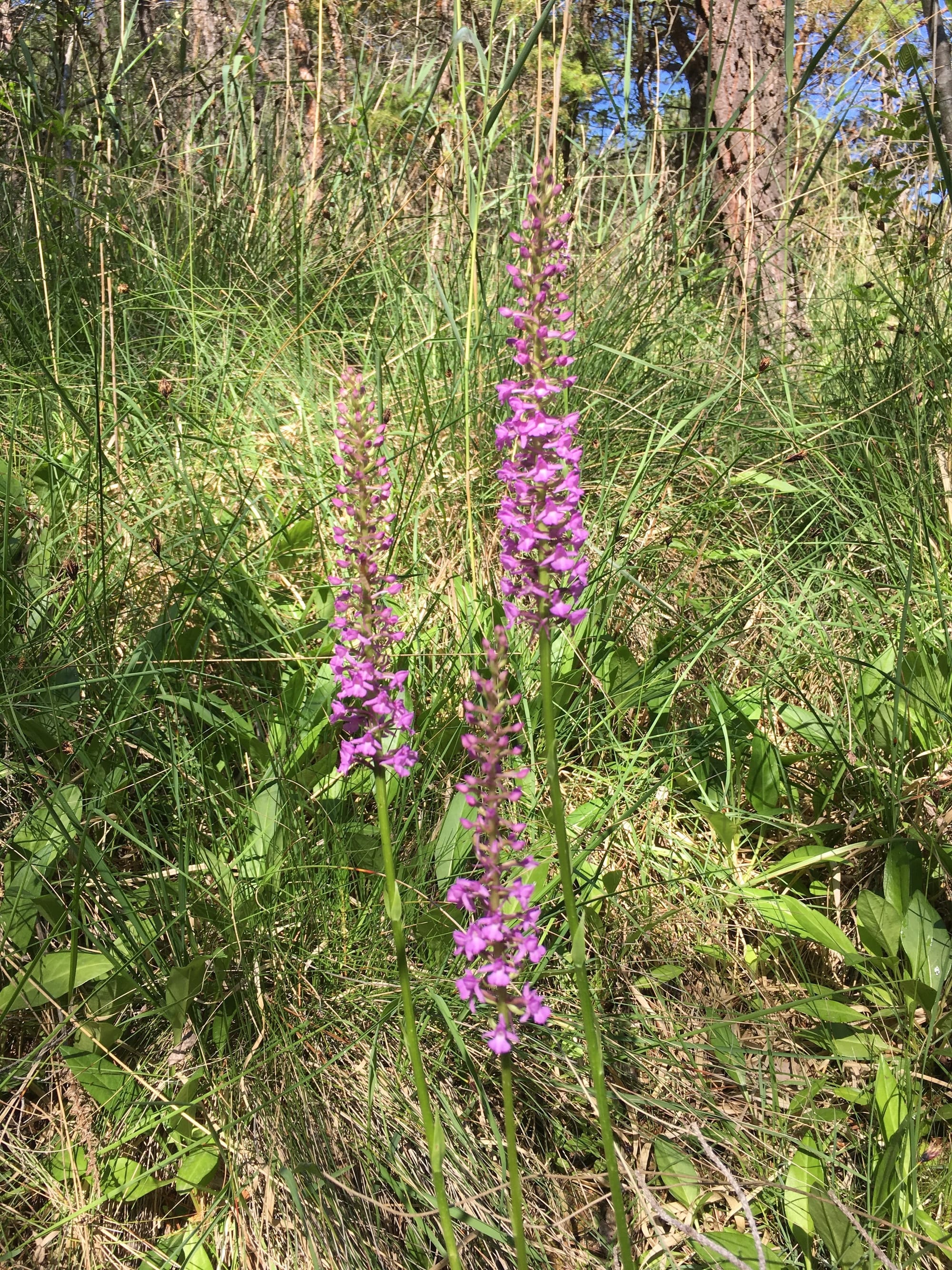 Orchis moustique ?