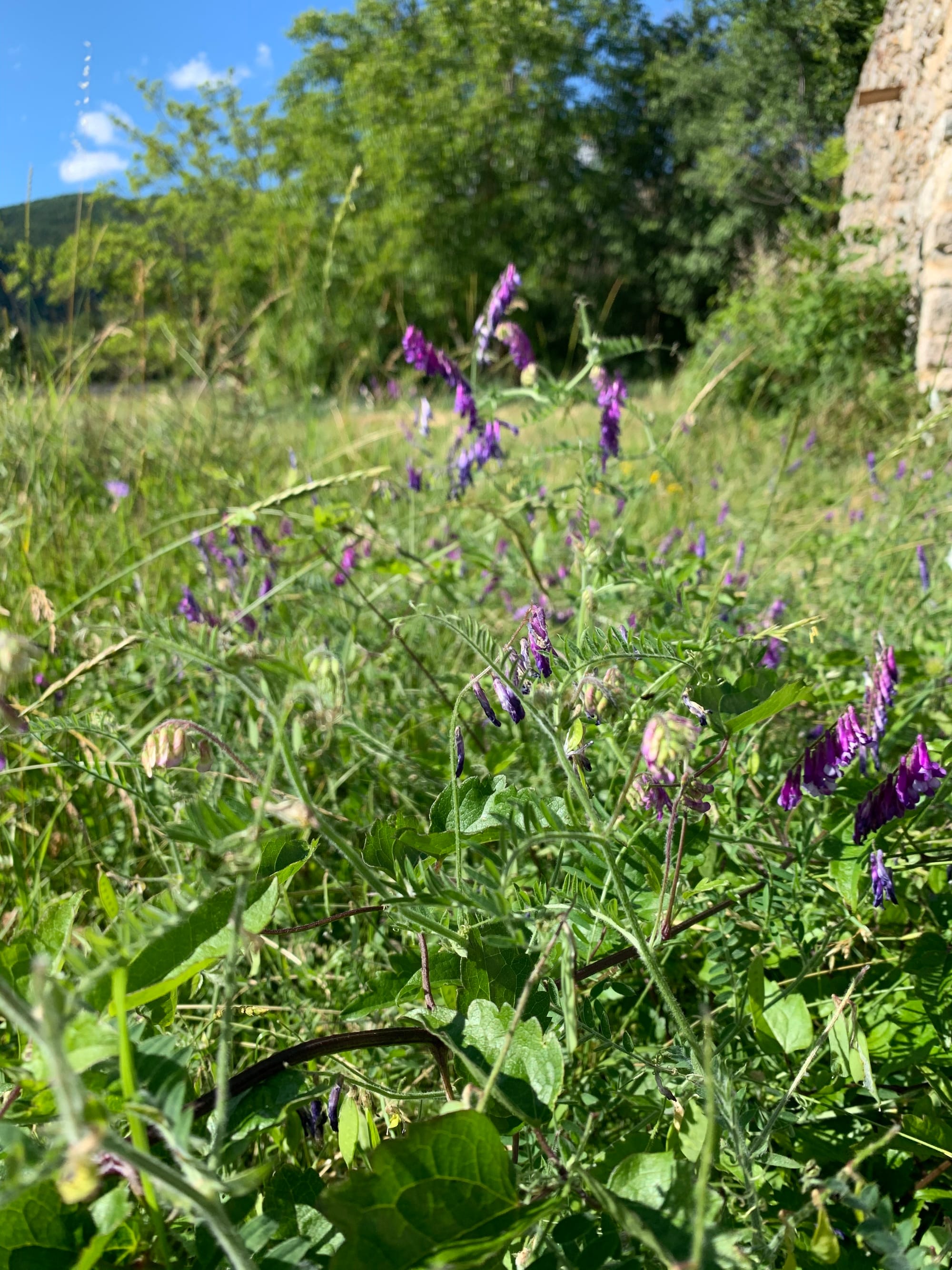 Vesce à folioles étroites