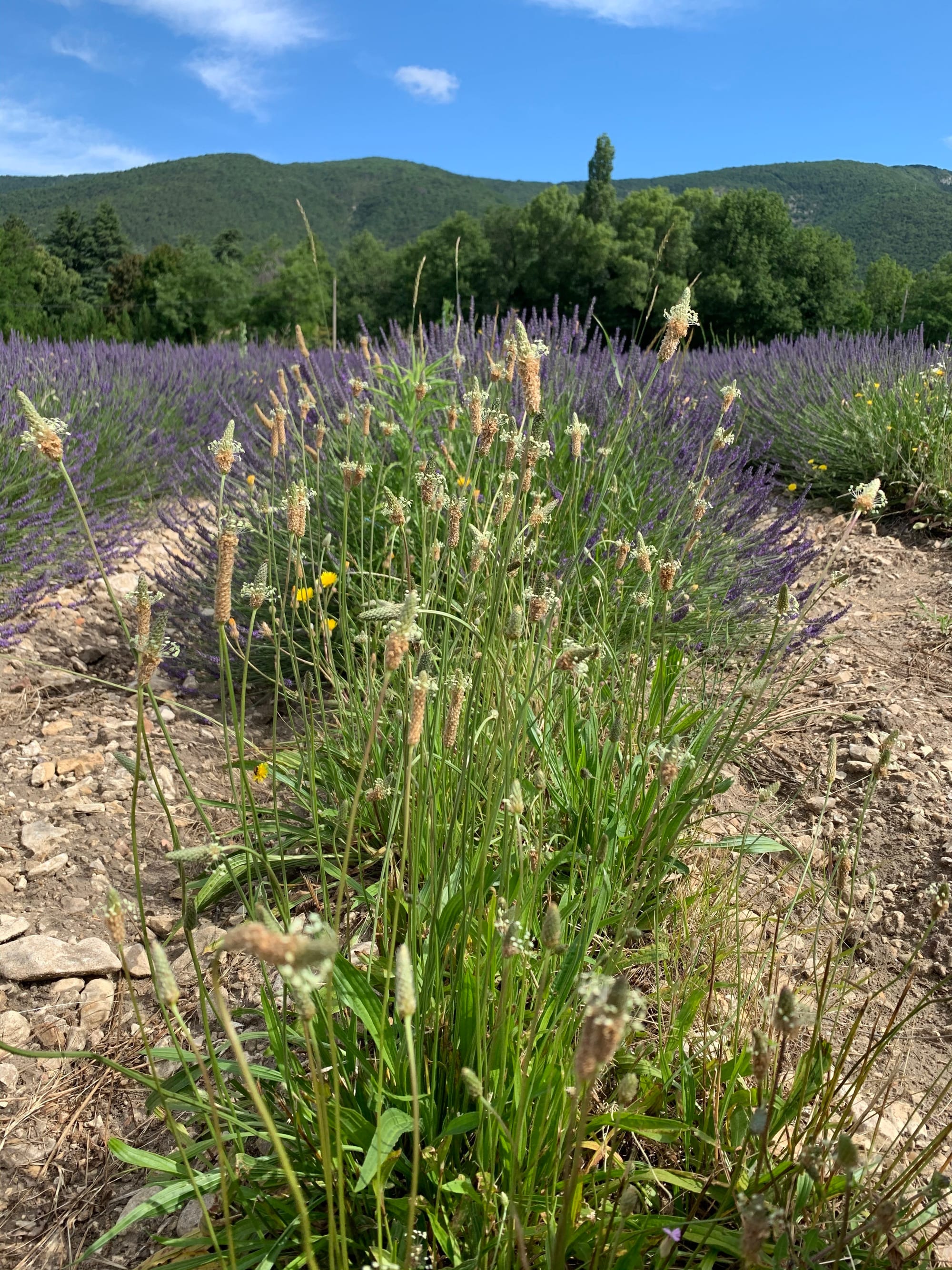 Harmonie entre lavandin, Plantain lancéolé