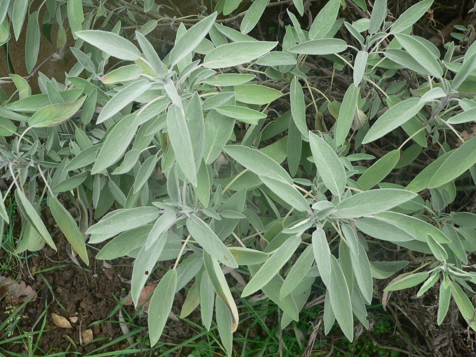 Sauge officinale - Herbe sacrée ou thé d'Europe.