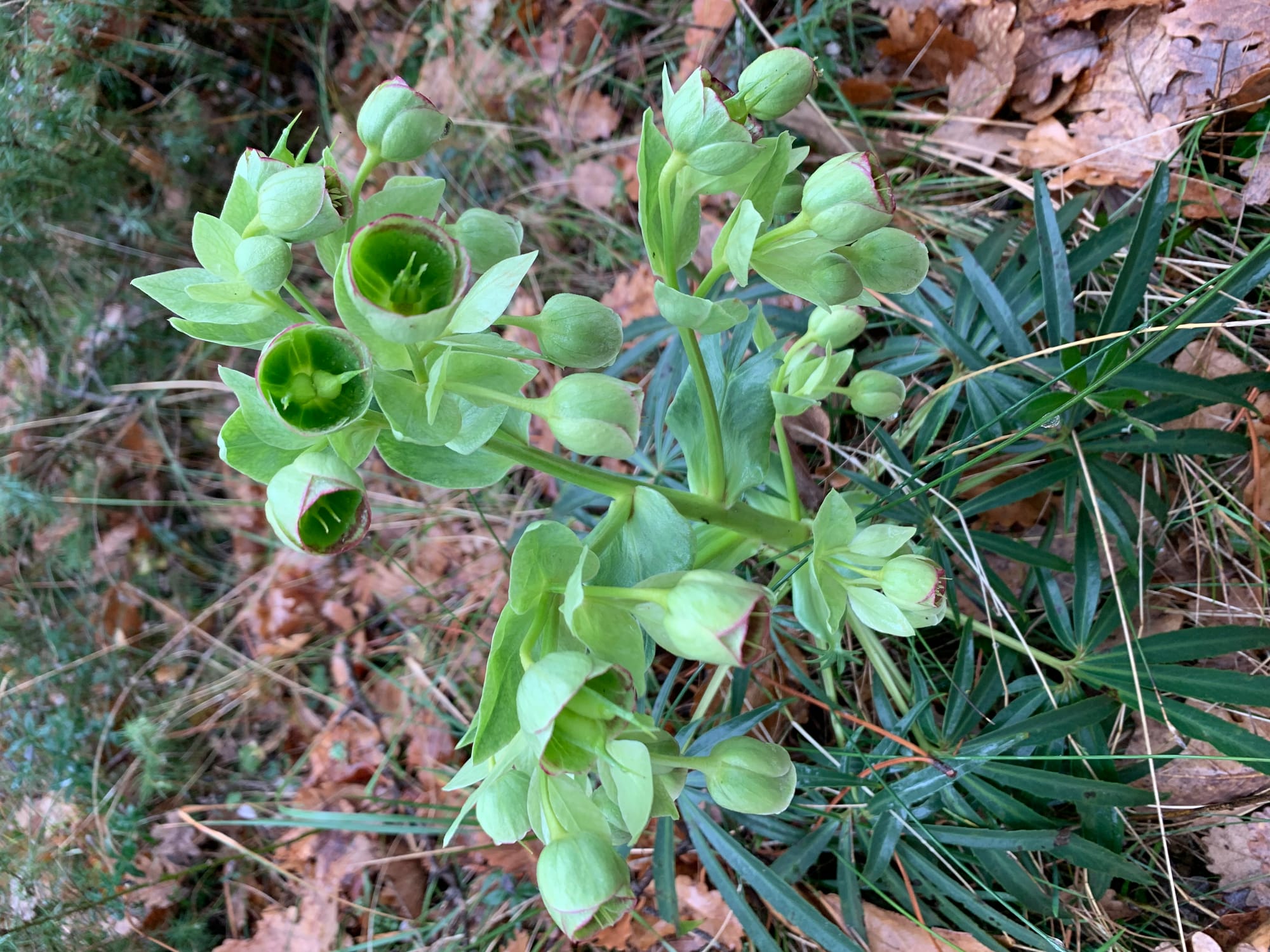 Hellébore fétide