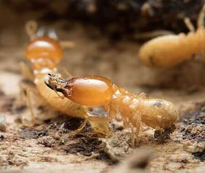 Subterranean Termite Control