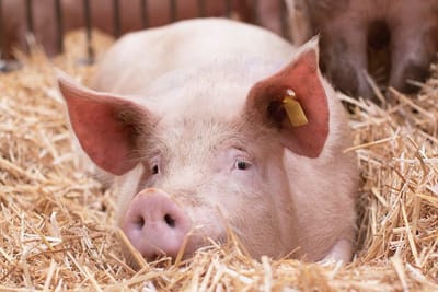 Wöchentliche Schweinepreisnotierung image