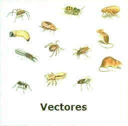 Prevención de Enfermedades por Vectores