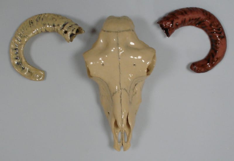 Handbuilt sheeps skull in stoneware with casted horns in white stoneware and red earthenware.