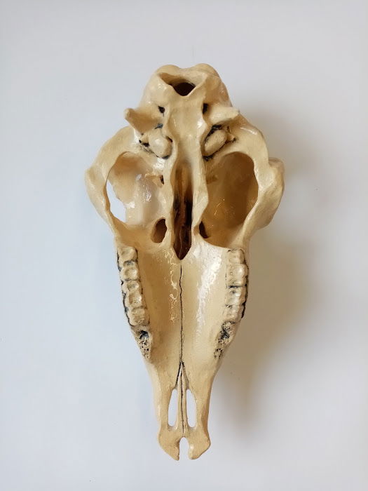 Handbuilt sheeps skull in stoneware with casted horns in white stoneware and red earthenware.