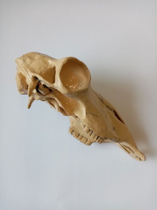 Handbuilt sheeps skull in stoneware with casted horns in white stoneware and red earthenware.