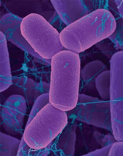 Dominio Archaea