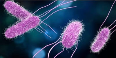 Dominio bacteria