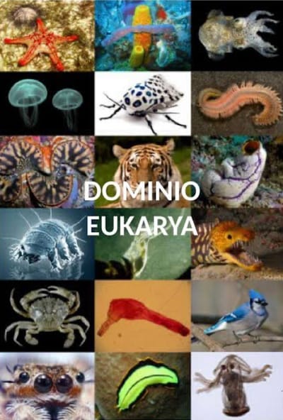 Dominio Eukarya