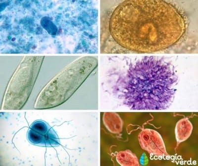Reino protista