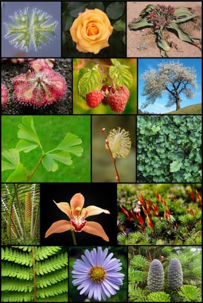 Reino plantae
