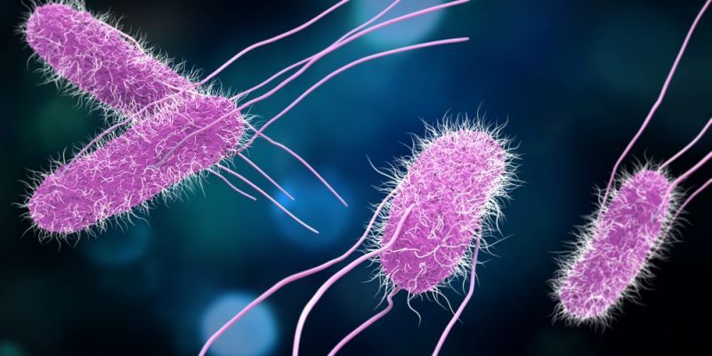 DOMINIO BACTERIA