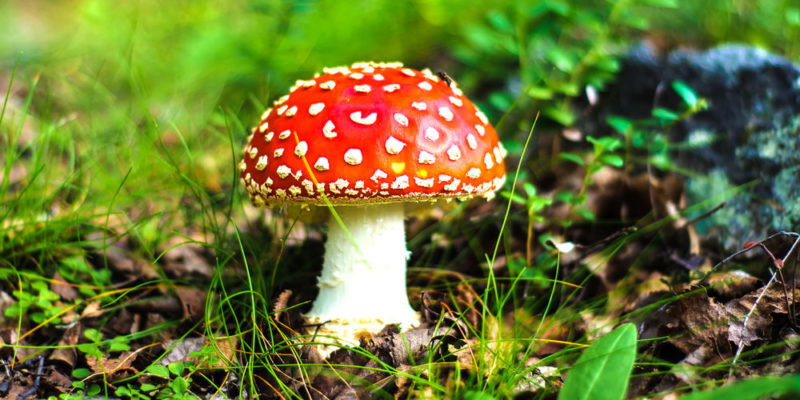 Reino Fungi