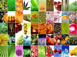 Reino Plantae