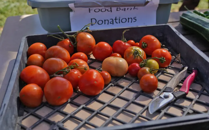 Zaferia Junction Community Garden set to begin ‘all-abilities’ renovation on Saturday : Signal Tribune