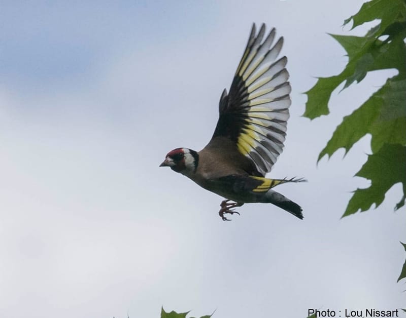 Et si pour mieux manager vous appréhendiez votre potentiel émotionnel !