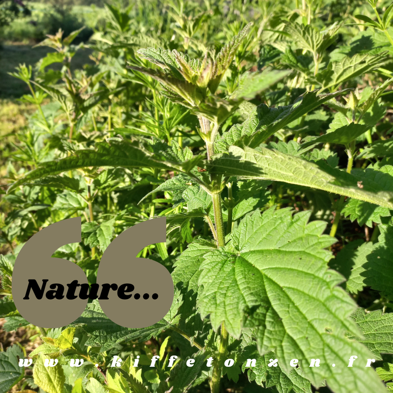 Méditation avec la nature