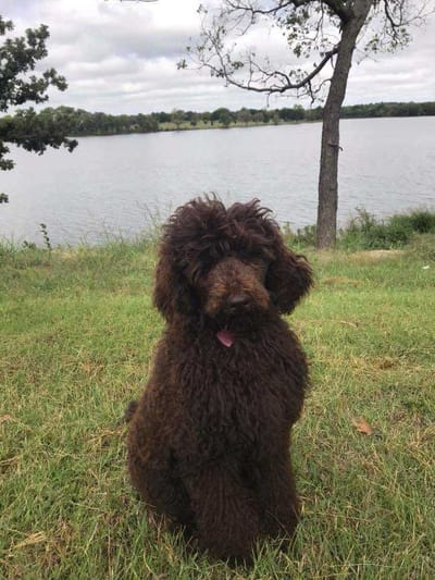 Choosing the right puppy image