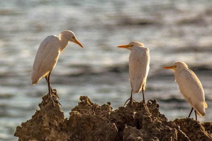 Aves Marinas son de una gran belleza