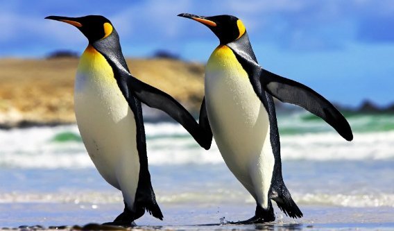 En la Antártida (Polo Sur) los pinguinos son otra especie amenazada