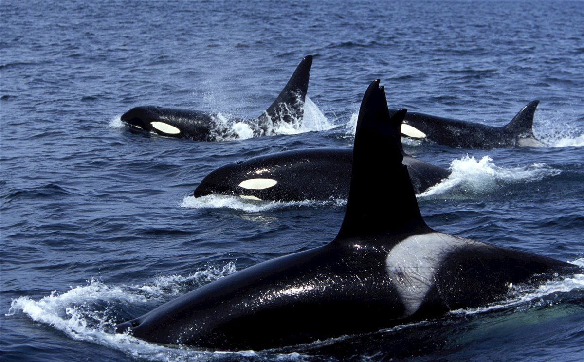 Las Orcas, atacan o quieren solo jugar?...