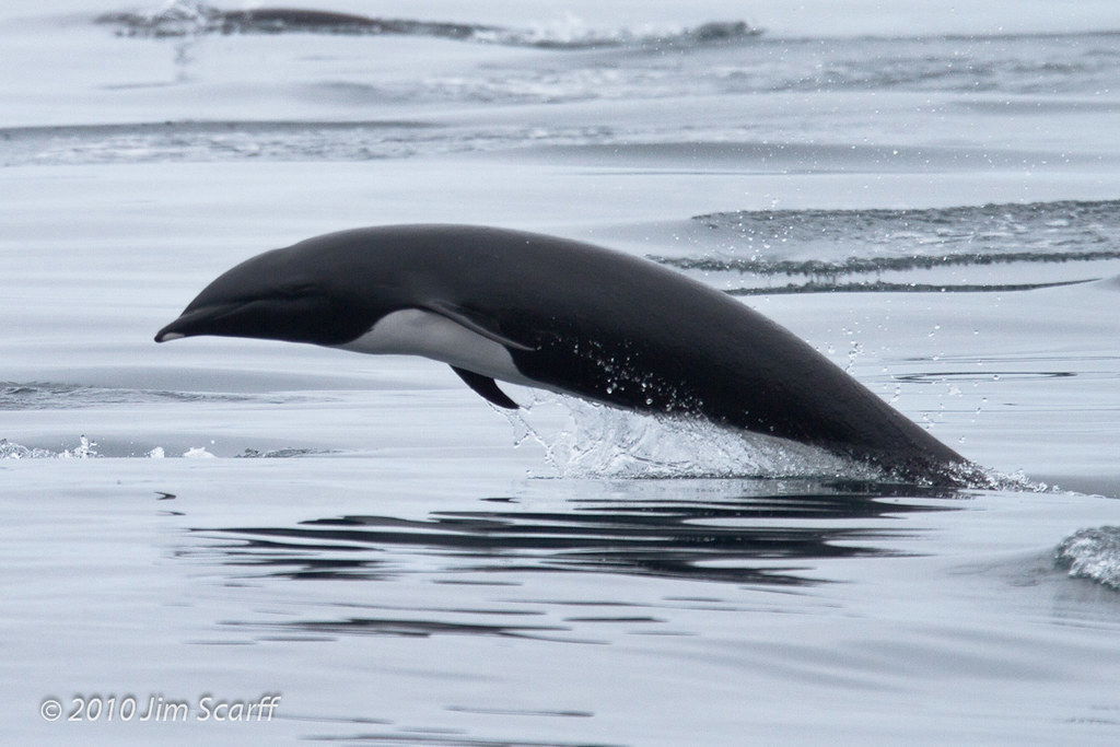 Right Whale dolphin