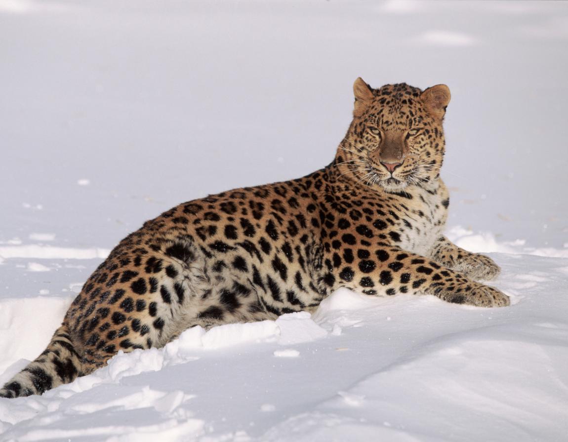 Amur Leopard